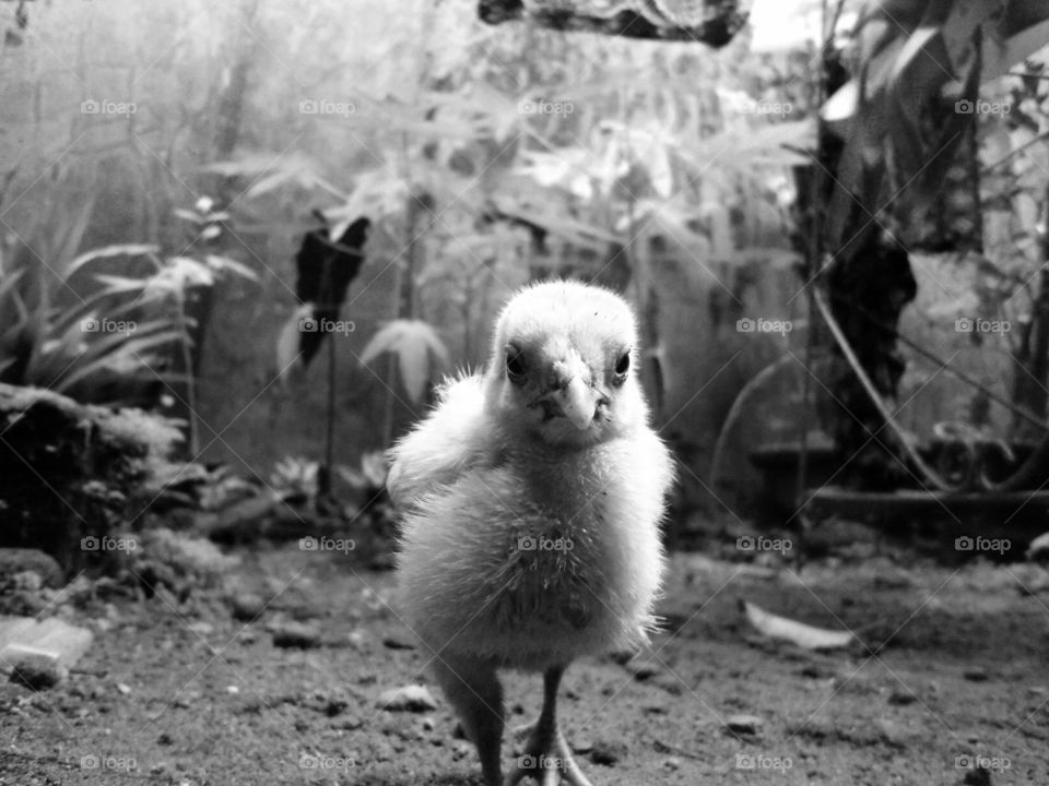 #chick #chicken #babychicken #pet #animal #poultry  #Galliformes