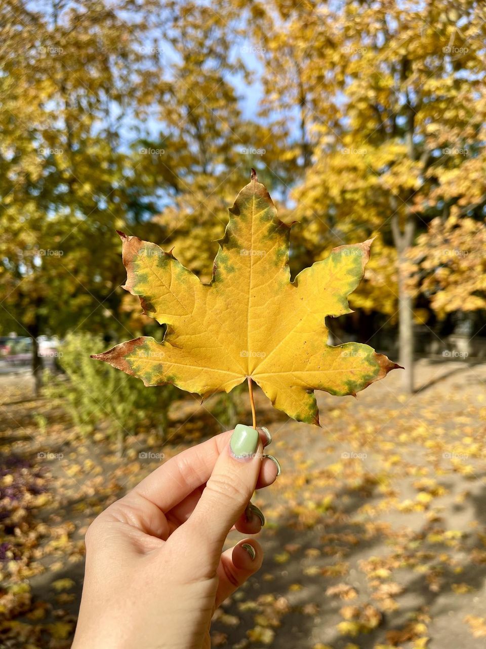 Female hand with the yellow autumn leave