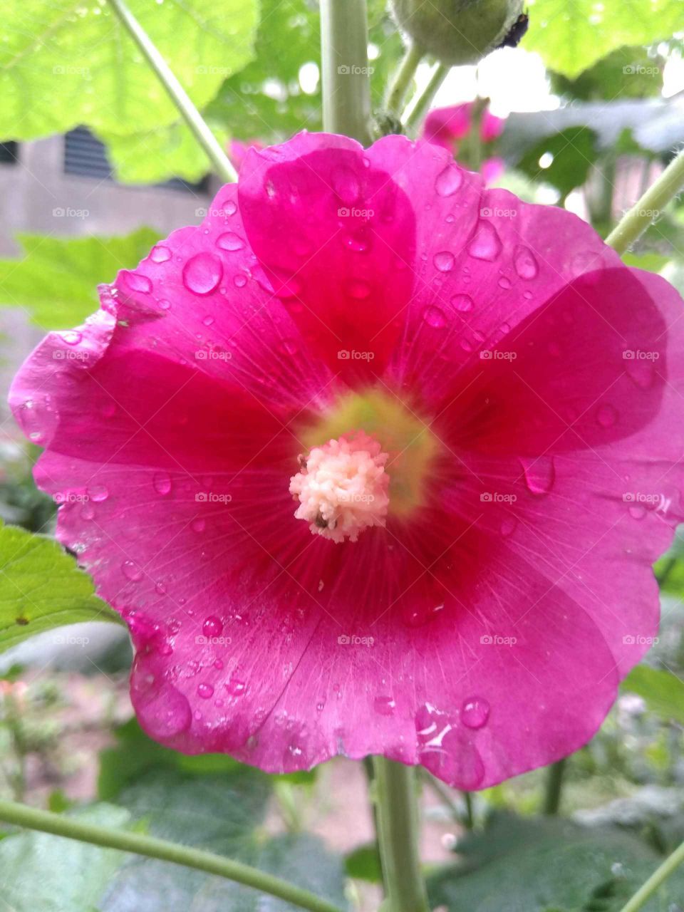 Flower in the rain