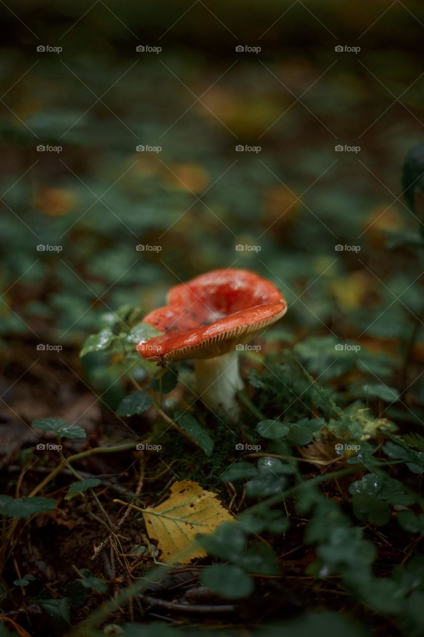 Mushrooms in a autumn sunny forest