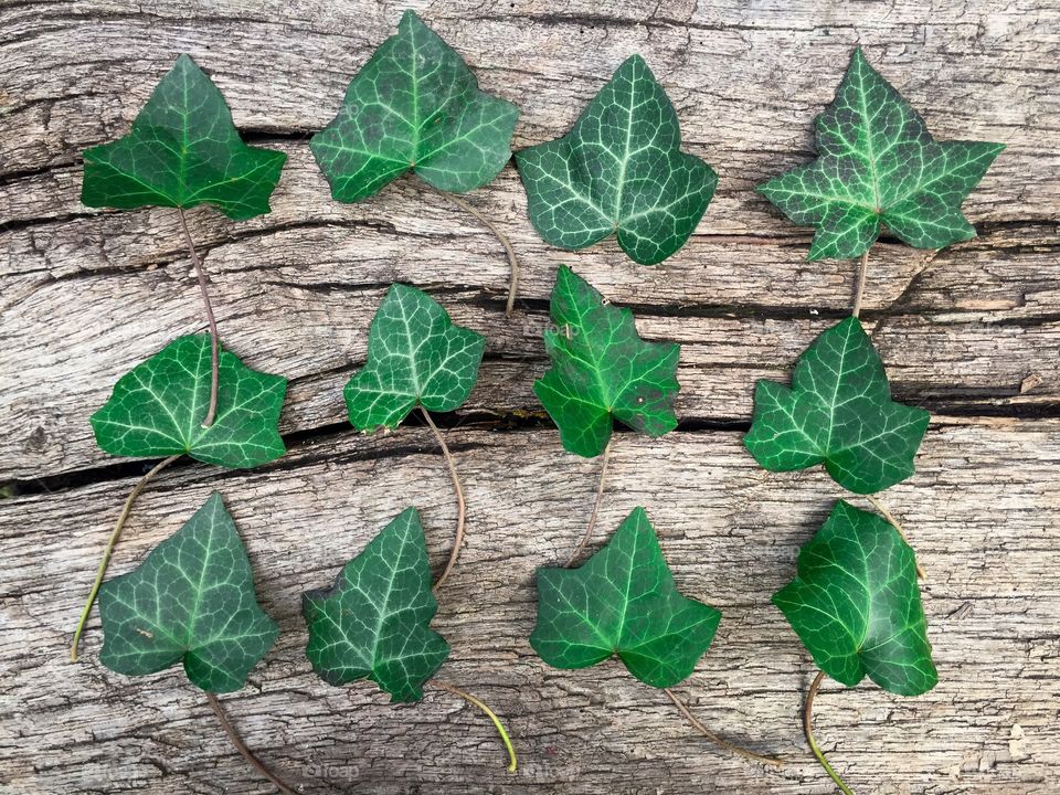 Flat lay green leaves on wooden table