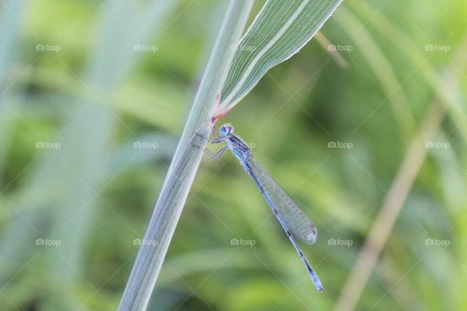 Nature, Leaf, No Person, Flora, Summer