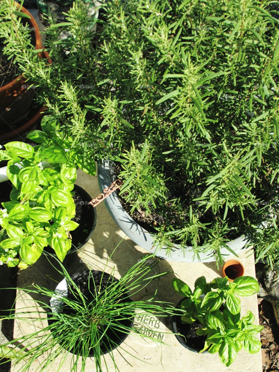 High angle view of potted plant