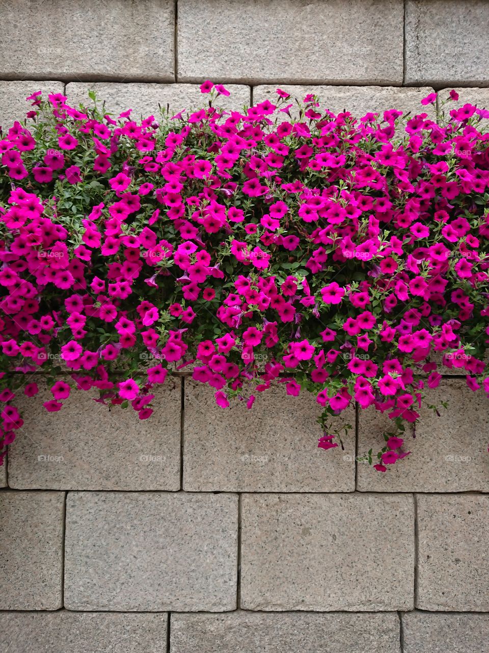 pink wall