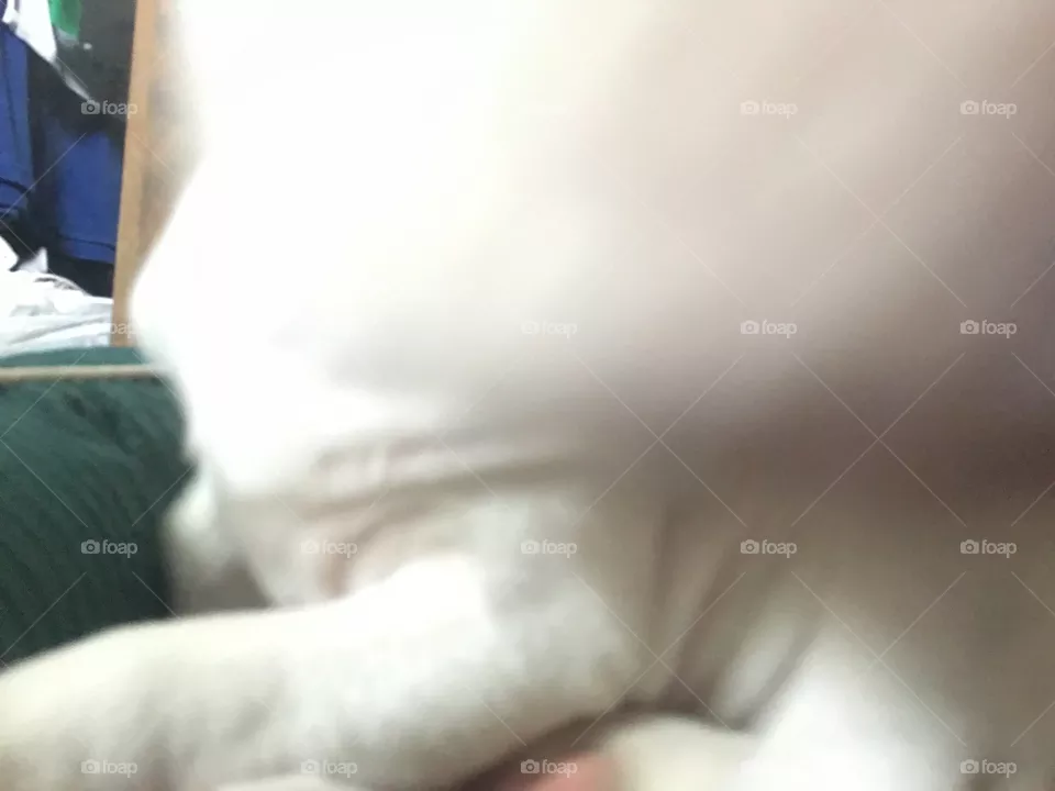 Cute dog