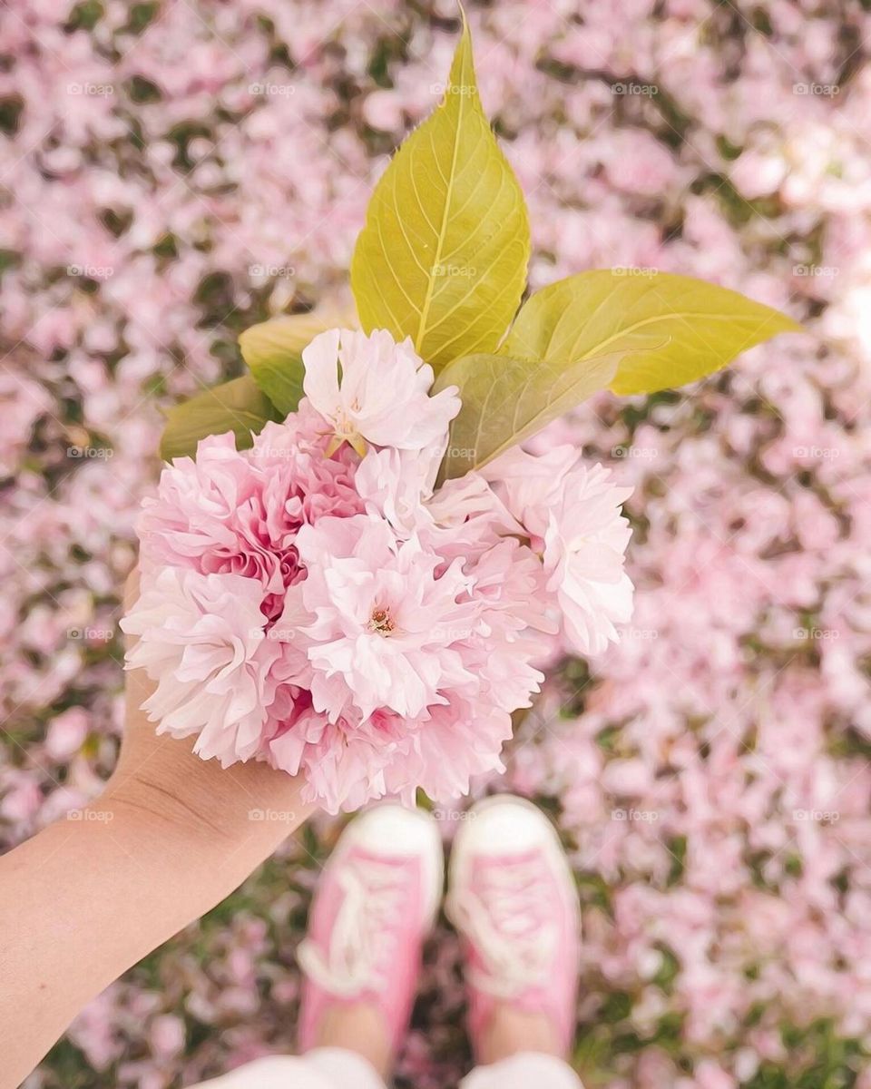 pink carpet, pink flowers, spring season