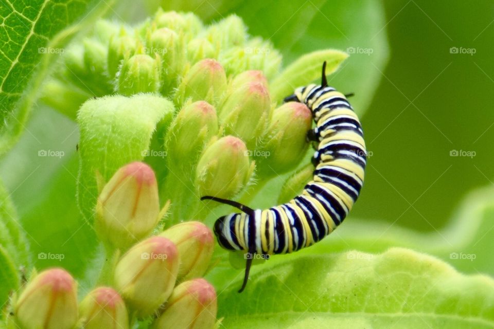 Monarch Caterpillar. Monarch Caterpillar