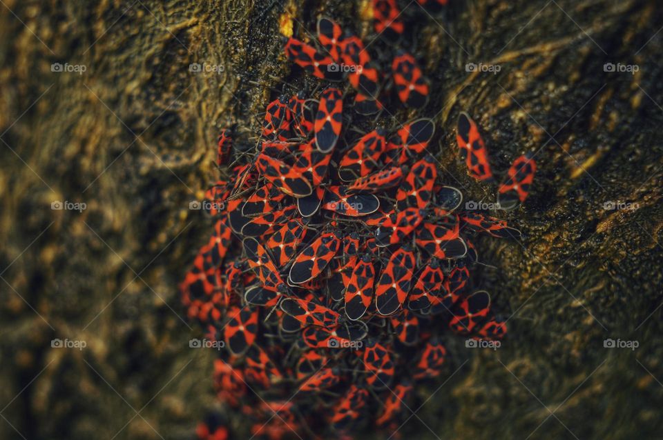 small red beetles gathered on the bark of a tree. unusual patterns on the shell of red beetles.