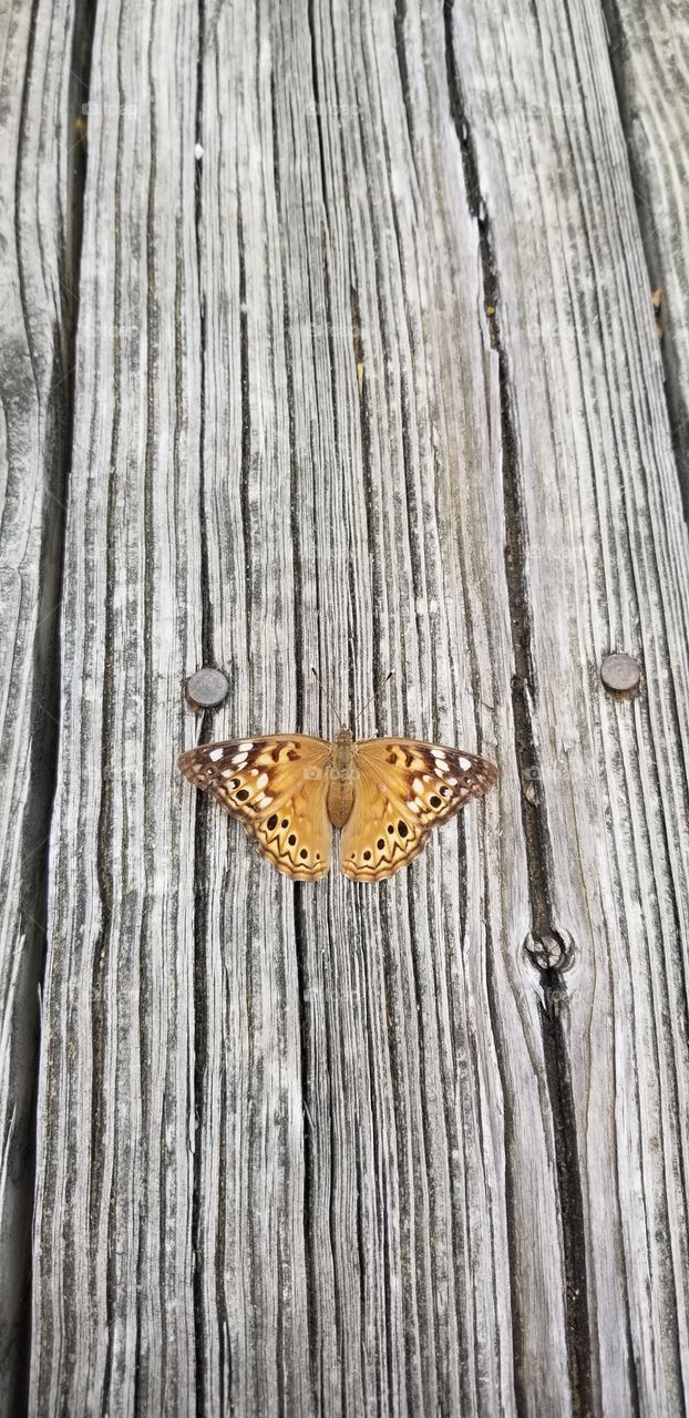 A hackberry emperor butterfly (Asterocampa celtis) rests with its wings fully outstretched on an old, sunbleached wooden deck.