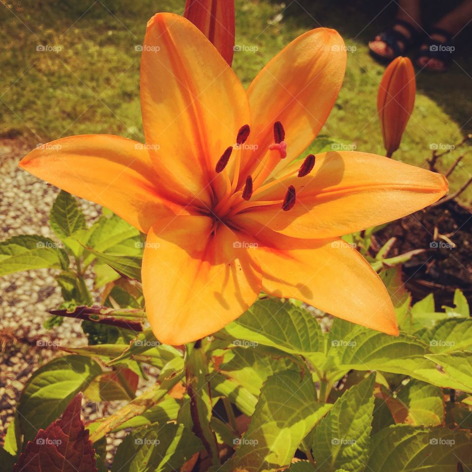 Close-up of flower