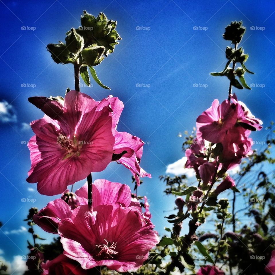 Summer flowers 