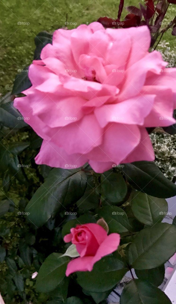 Pink roses bloom 