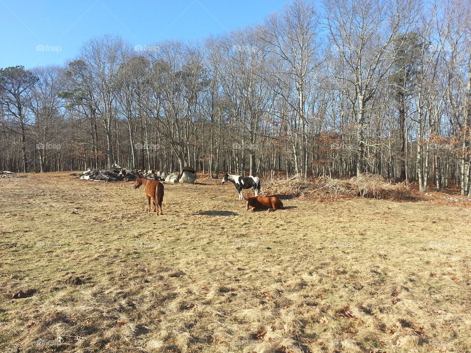 lazy horses in winter