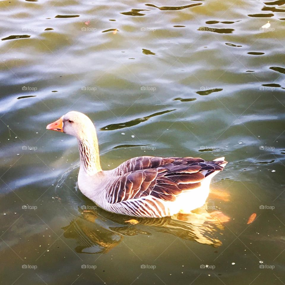 🇺🇸 Swim, ducks, and leave all your anxieties behind, looking for new horizons! / 🇧🇷 Nadem, patos, e deixem para trás todas as suas angústias, buscando novos horizontes!