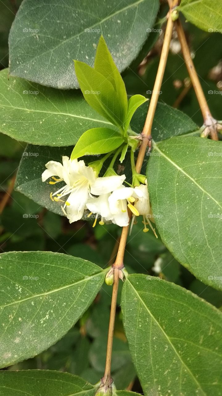 весна цветы природа