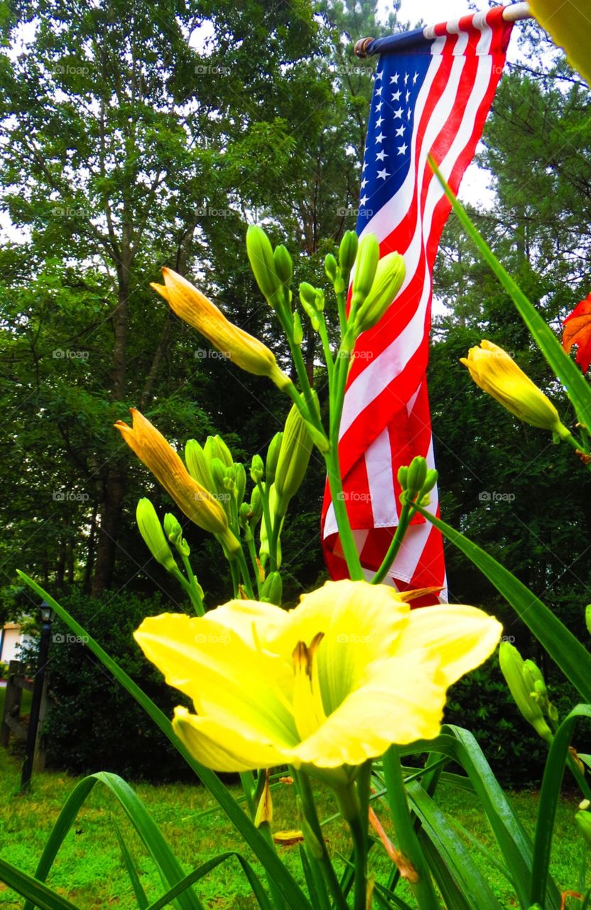 Flag & Flower. Flag with flowers on Independence Day
