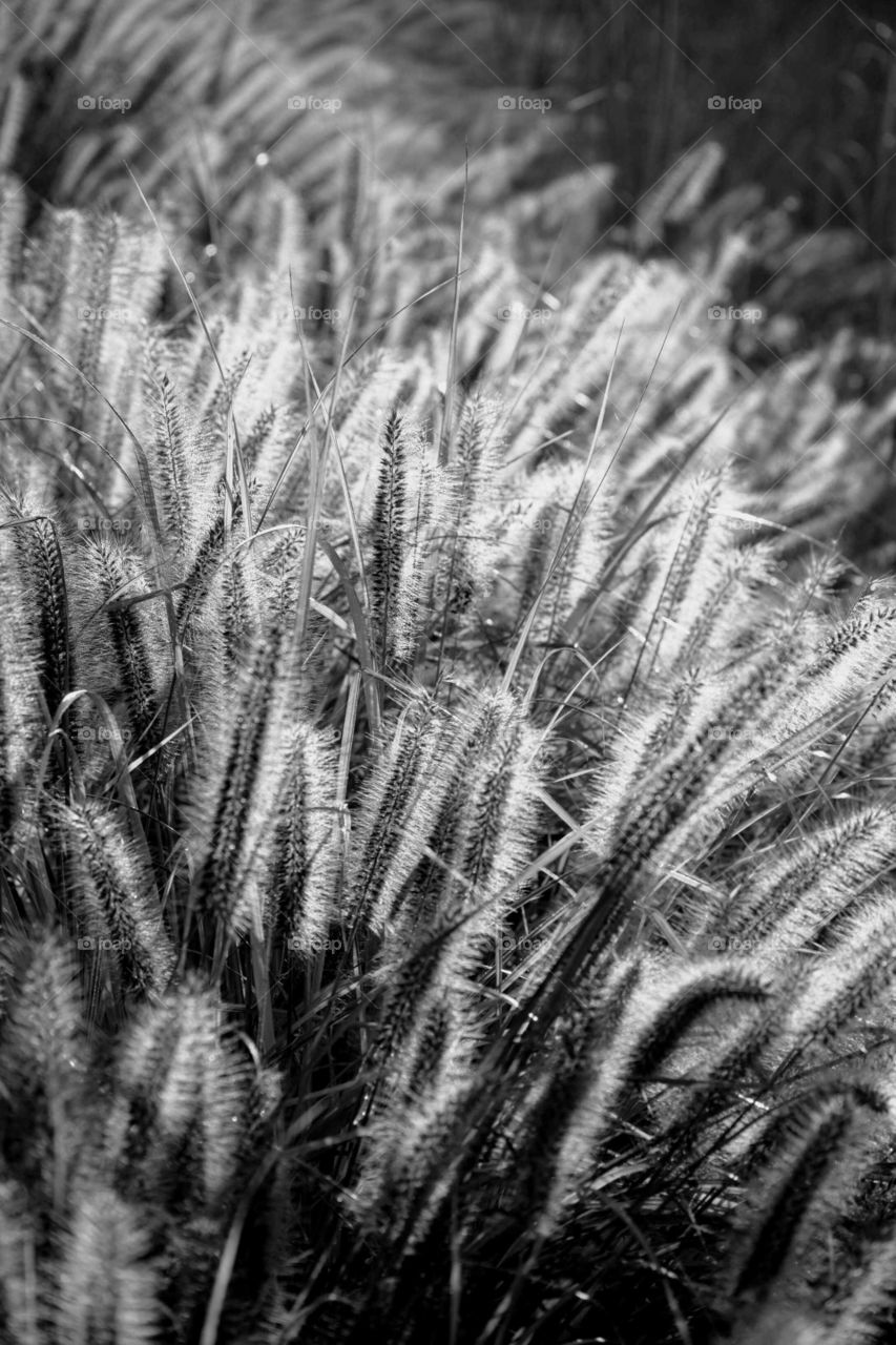 Grass in Monochrome
