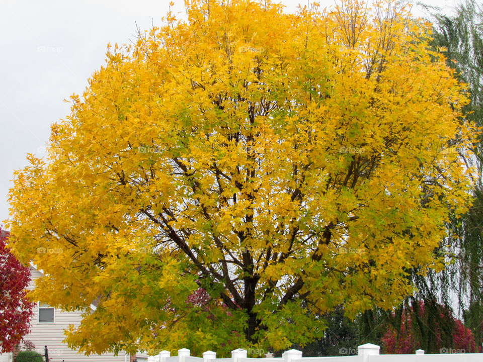 huge tree in yellow foliage in fall