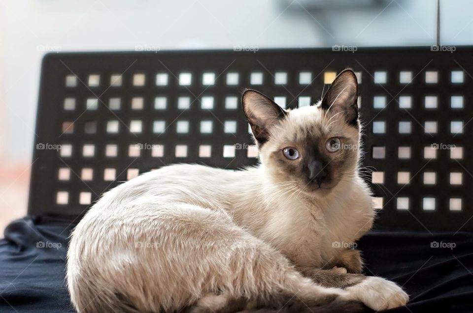 Pretty Sparkles the Siamese Cat at 3 months old 