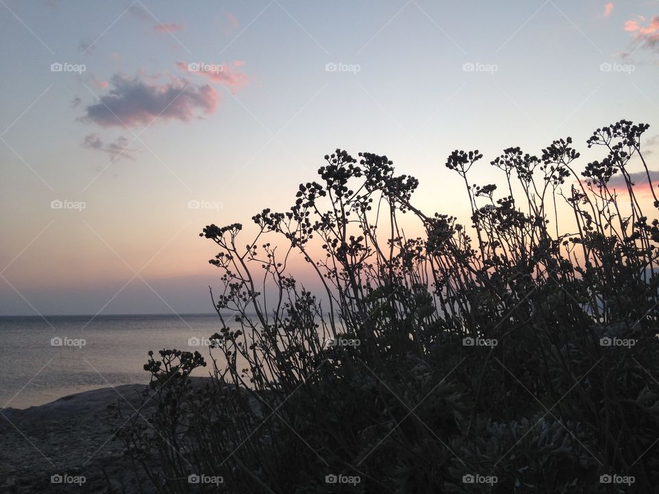 Beach, Landscape, Sky, Sunset, Tree