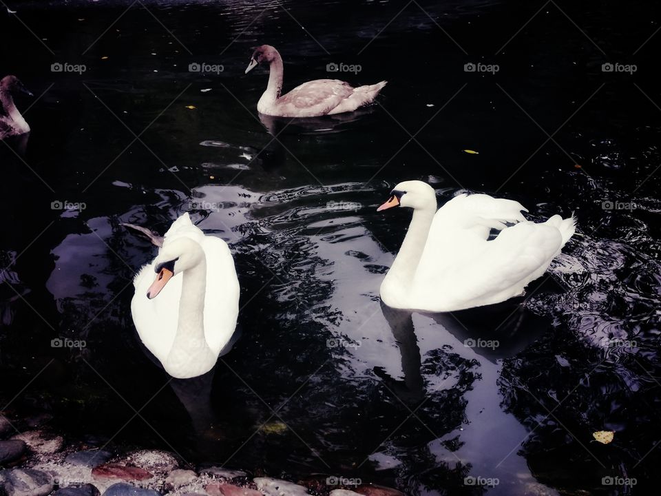 Swan wild nature outdoor outside street water waterful Flow glass view alone lonly White three friends pets birds