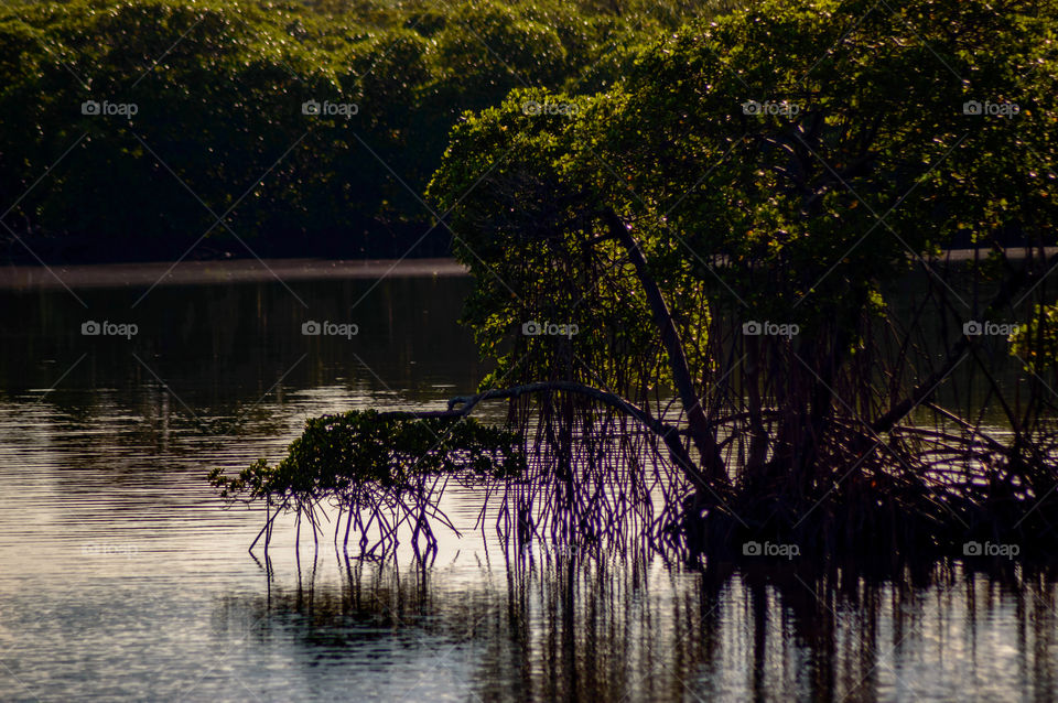 morning in the mangroves