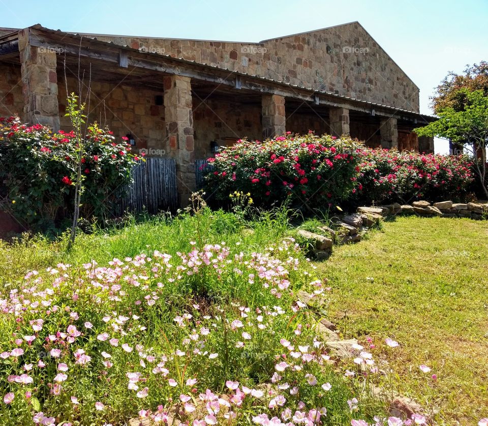 with landscaping, pink red spring flowers green grass, natural, fresh color, plants, Fredericksburg Texas