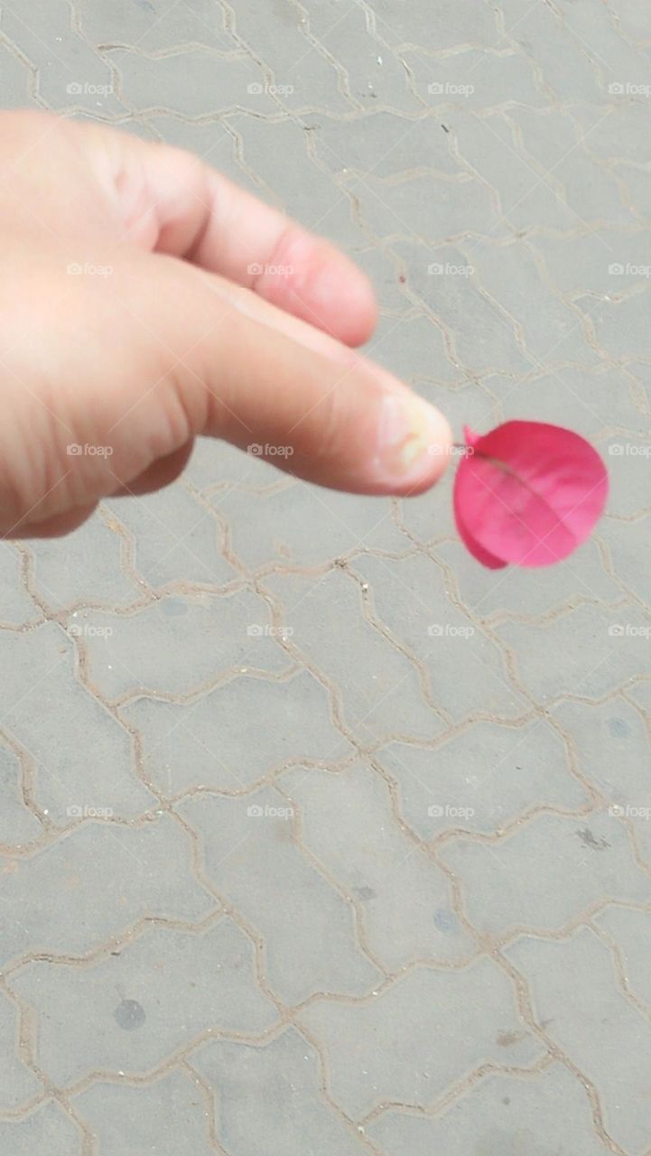 pink leaf holding by finger.