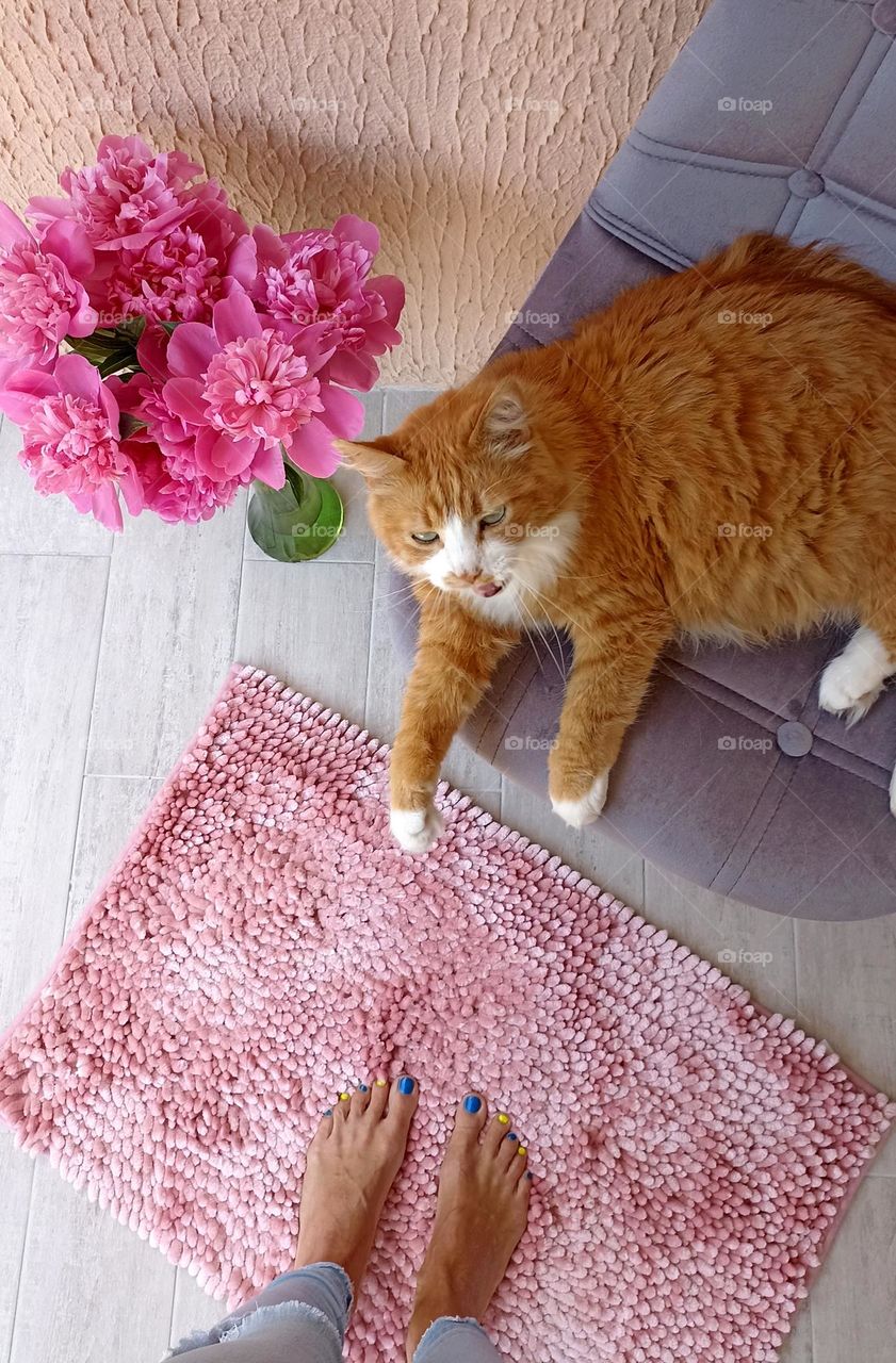 ginger cat beautiful portrait relaxing home top view and female legs barefoot