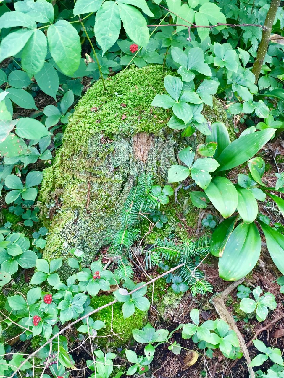 The Mossy Stump