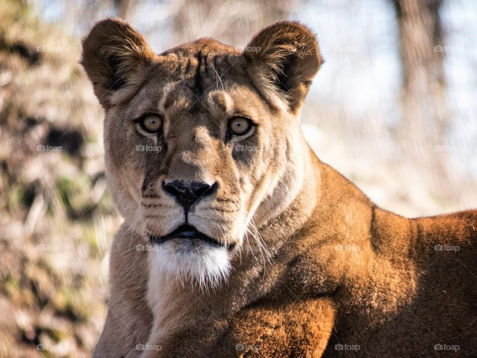 Female lion. An intense look from a female lion