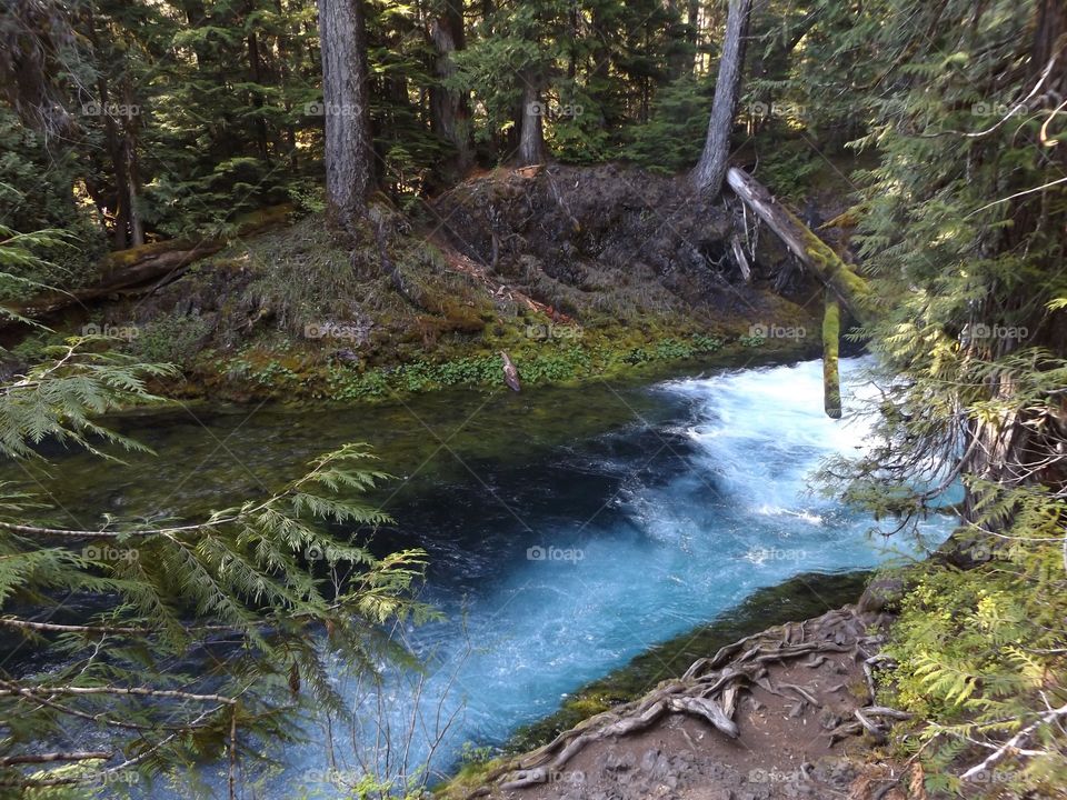 Stream flowing through forest