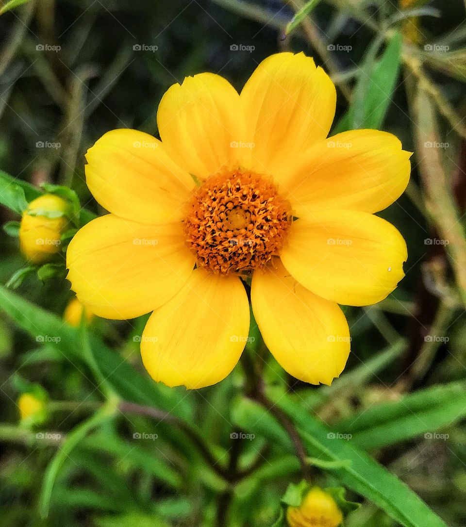 Yellow flower near a pond—taken in Dyer, Indiana 