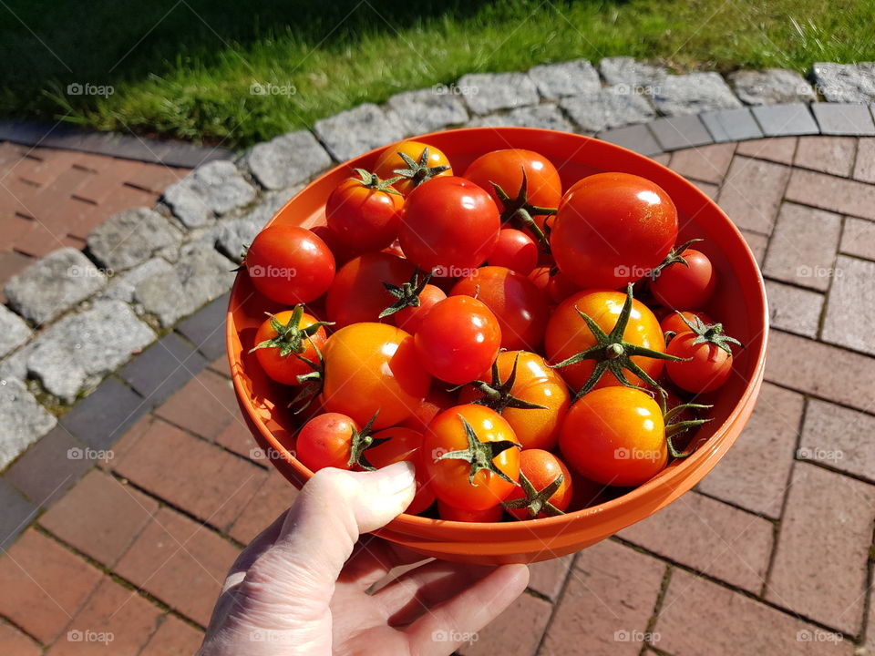 Fresh tomatoes