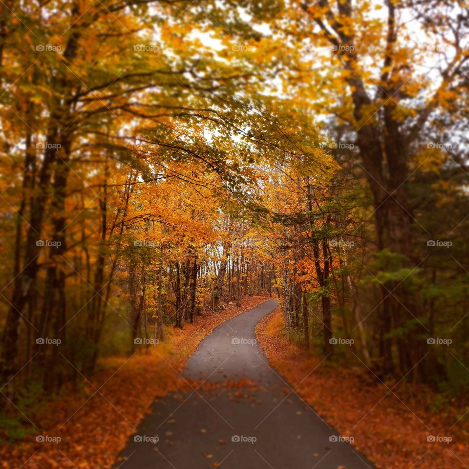 pathway through fall woods