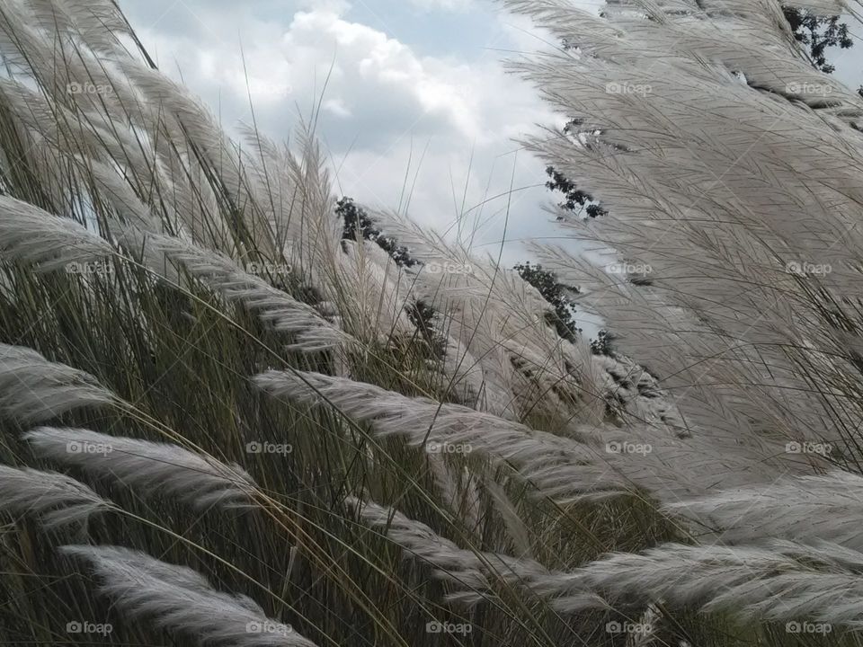 If you look carefully at the white flowers of the grass waving in the air, it seems like they have reached the jannat.
