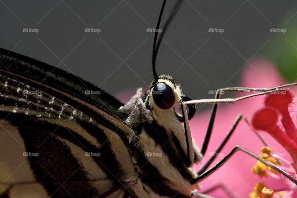 Yellow and black citrus buttery