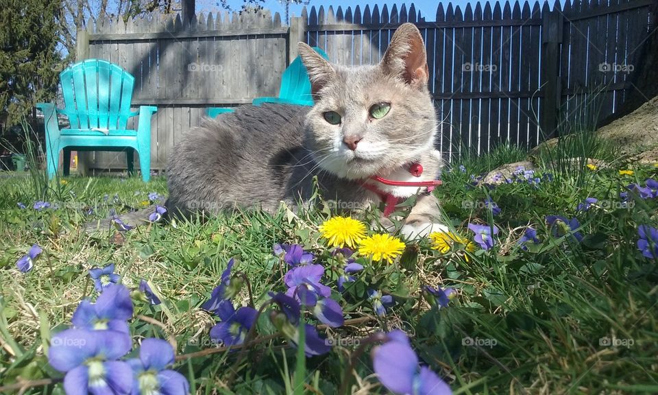 cat in spring