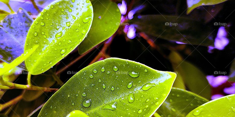 leaf with water