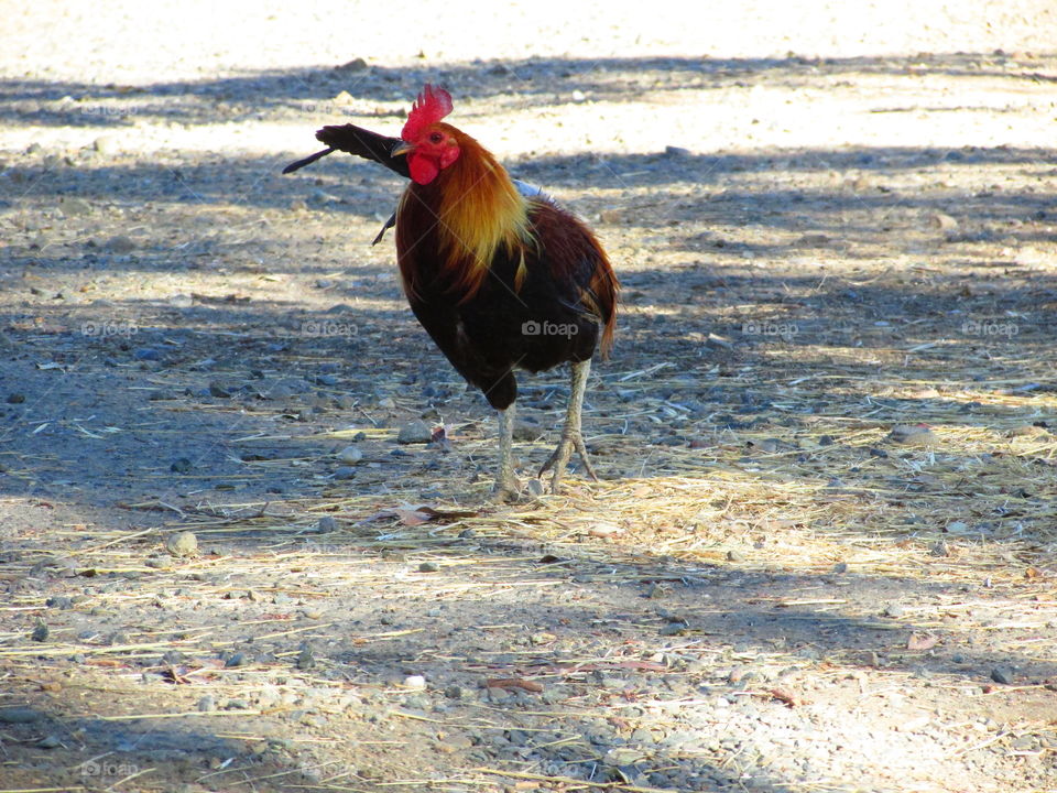 rooster