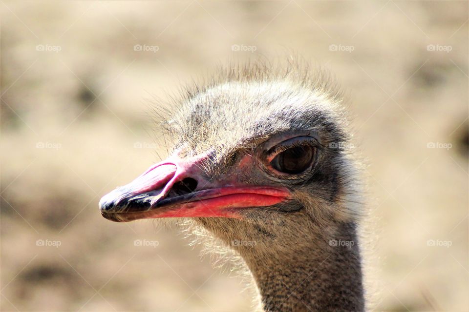 The Ostrich