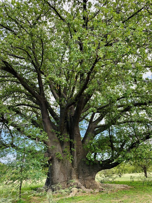 The old baobab tree growing in our farmyard. It’s native to Africa and other continents. 
