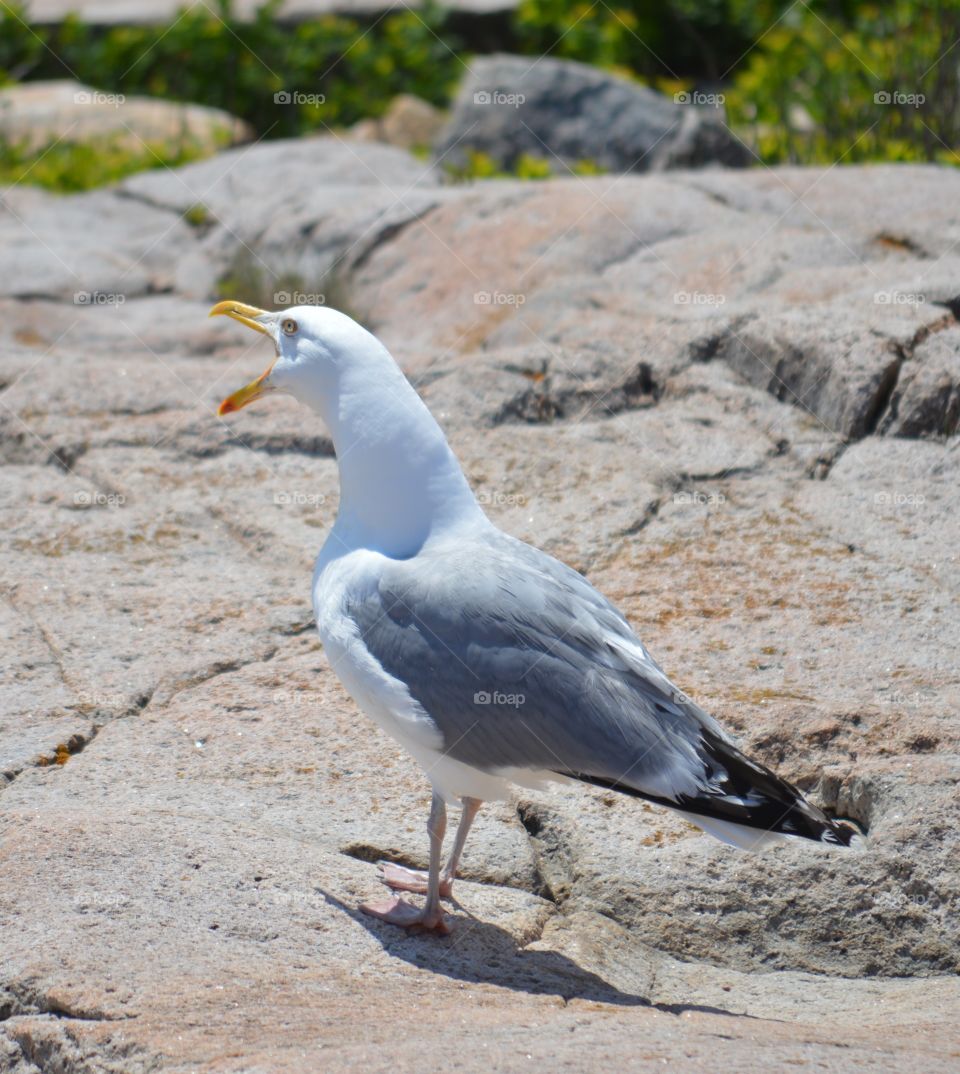 Seagull