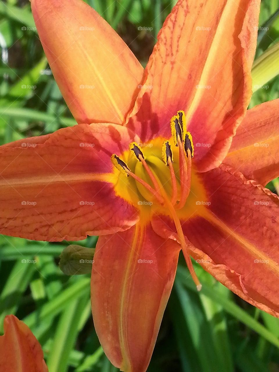 Orange Day Lily