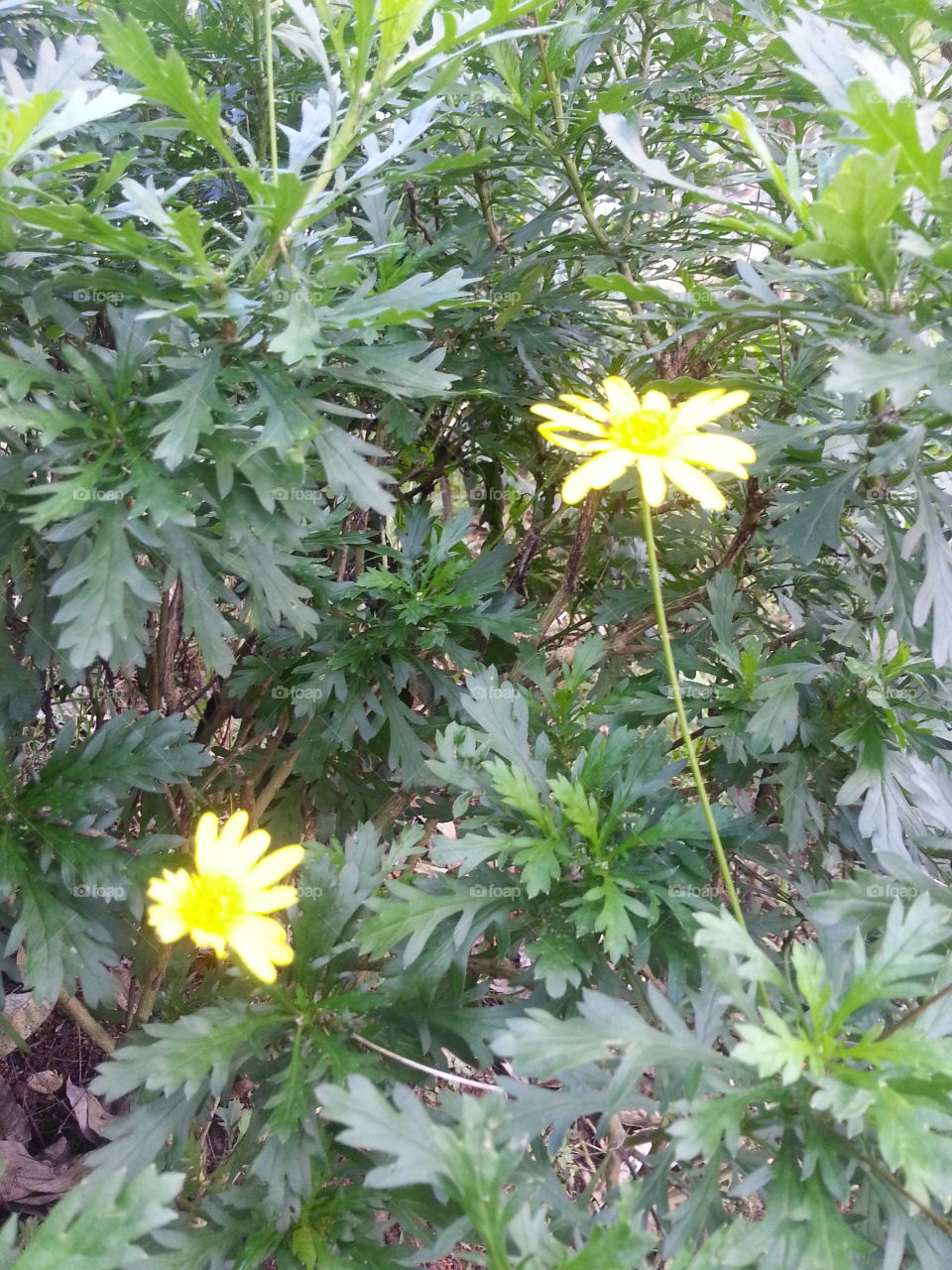 nature. i took this photo of a beautiful flower in burnham park baguio city