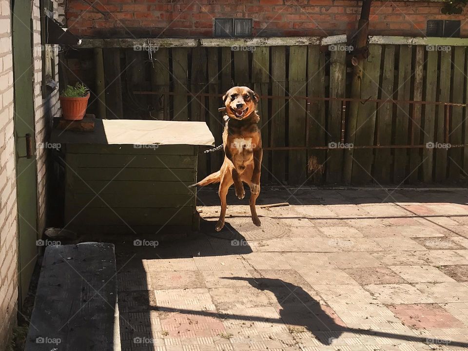 Funny jumping dog 