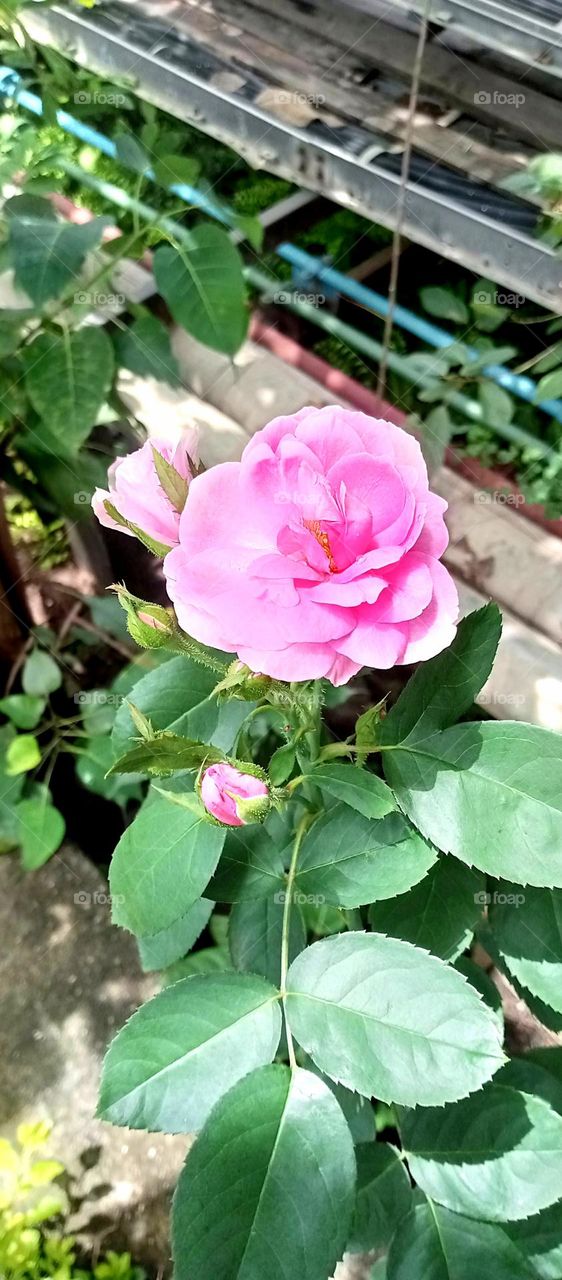 So beautiful flowers pink rose looks so nice also nice bud of pink rose green leaf