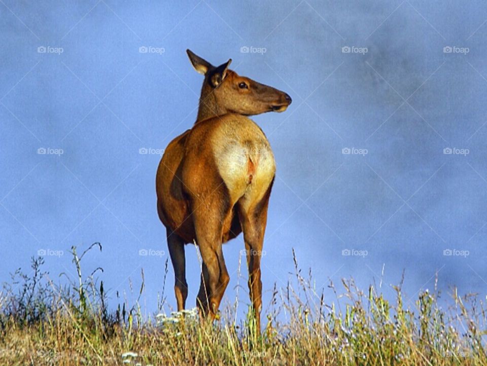 Elk