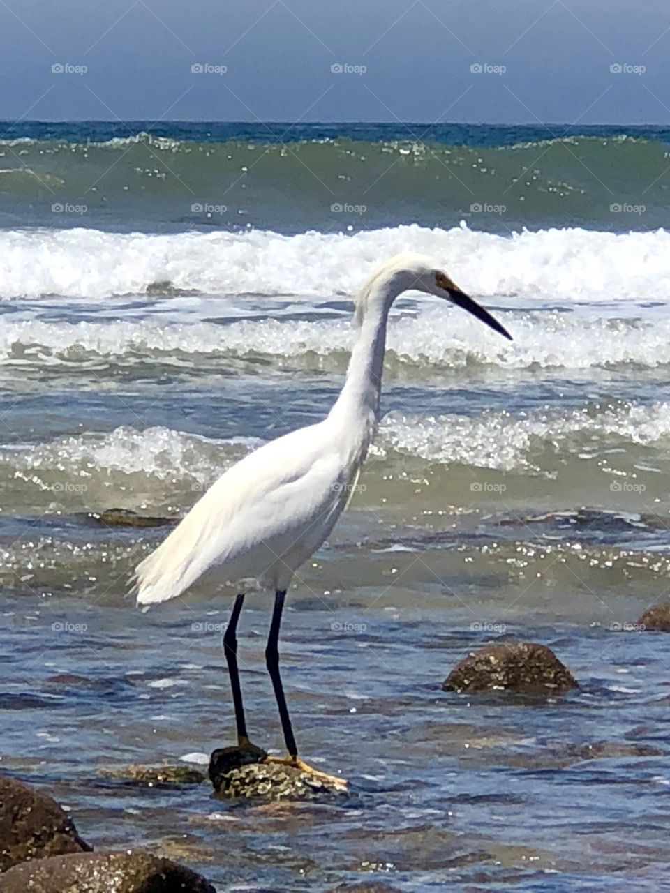 Foap Mission, White Egret In Front of Crashing Waves!