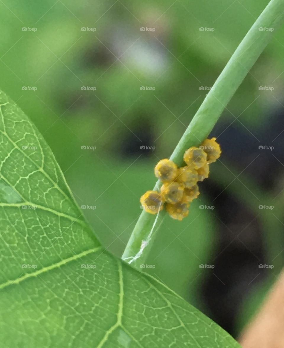 Caterpillar eggs on leaf